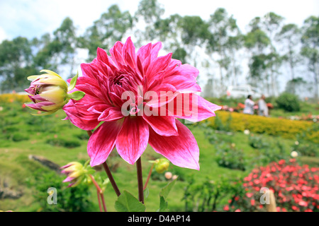 Dahlie Blüte; Indien Stockfoto