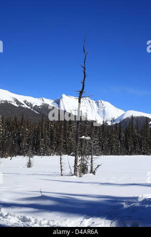 Trockene Nadelbaum Baum am Burstall Pass (Alberta, Kanada) Stockfoto