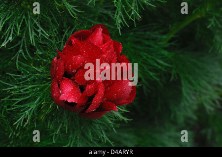 Farn Blatt Pfingstrose Blume (Paeonia Tenuifolia) Stockfoto