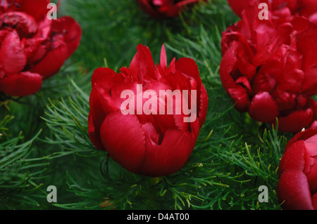 Farn Blatt Pfingstrose Blumen (Paeonia Tenuifolia) Stockfoto