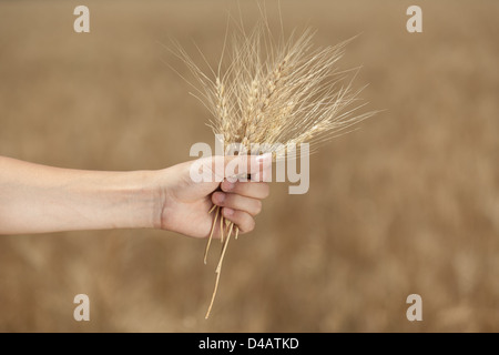 Mannes Hand hält eine Spitze im Feld Hintergrund Stockfoto