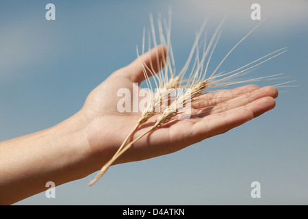 Mannes Hand hält eine Spitze im Feld Hintergrund Stockfoto