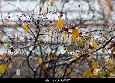 Roten Haw Beeren umhüllt von Beschichtung von Eis Stockfoto
