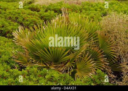 Zwerg Zwergpalme Chamaerops Humilis, Putzu Idu, Oristano, Sardinien, Italien Stockfoto