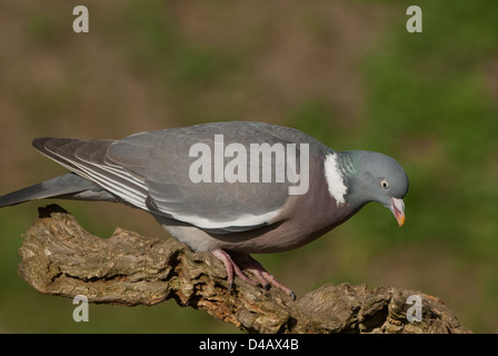 Erwachsenen Ringeltaube thront auf Toten Ast Stockfoto