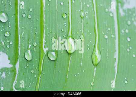 Wassertropfen von Banana leaf Stockfoto