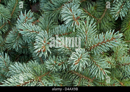 Picea Costeriana Glauca, Abete Argentato, Tannenbäumen, conifera Stockfoto