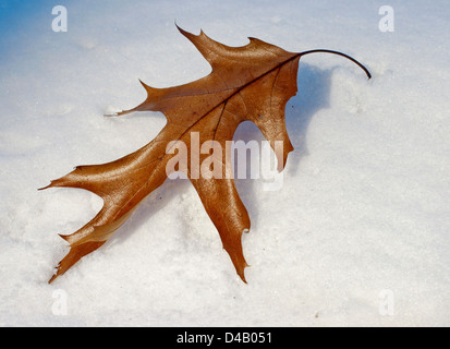 Getrocknete Eichenblatt auf dem Schnee Stockfoto