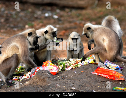 Getuftete grauen Languren (Semnopithecus Priam) ist eine alte Welt-Affe, eine der Arten von Languren, Überbleibsel von den Besuchern im Kanh Essen Stockfoto