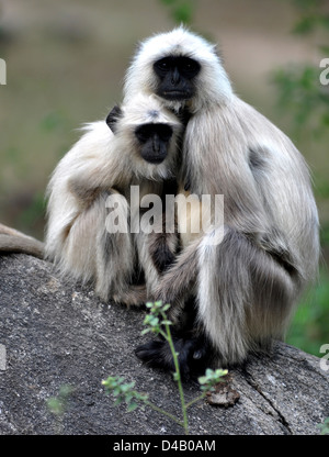 Getuftete grauen Languren (Semnopithecus Priam) ist eine alte Welt-Affe, eine der Arten von Languren, Stockfoto