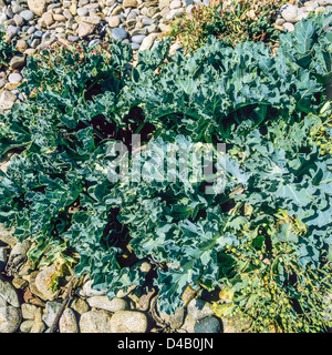 Sea Kale, wilde Kraut wächst auf Strand, Côtes d'Armor, Bretagne, Frankreich, Europa Stockfoto