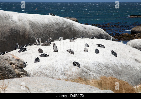 Boulders Beach Pinguine in Western Cape - Südafrika Stockfoto