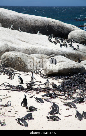 Boulders Beach Pinguine in Western Cape - Südafrika Stockfoto