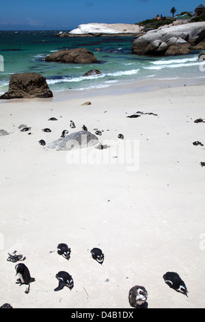 Boulders Beach Pinguine in Western Cape - Südafrika Stockfoto