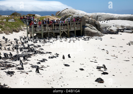 Besucher kommen, siehe Boulders Beach Pinguine in Western Cape - Südafrika Stockfoto