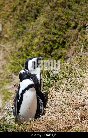 Boulders Beach Pinguine in Western Cape - Südafrika Stockfoto