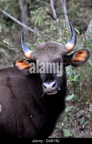 Gaur (Bos Gaurus) Kuh im Kanha Nationalpark, Madhya Pradesh, Indien. Stockfoto