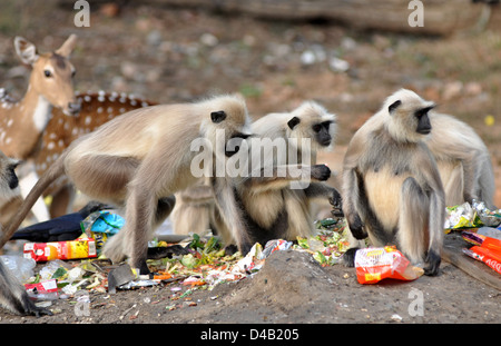 Getuftete grauen Languren (Semnopithecus Priam) ist eine alte Welt-Affe, eine der Arten von Languren und gefleckte Rehe oder chital, Achse, Essen Stockfoto