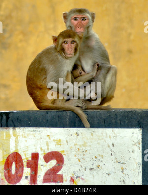 Ein Affe, Rhesus-Makaken (Macaca Mulattta), Familie Rest an einer Schule Wand in Mathura in Uttar Pradesh Zustand. Stockfoto