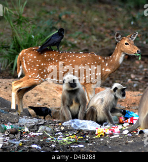 Getuftete grauen Mattigkeit (Semnopithecus Priam) ist eine alte Welt-Affe, eine der Arten von Languren, eine Krähe und gefleckte Rehe oder Chital, Stockfoto