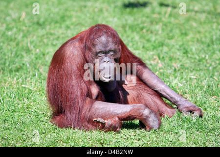 Orang-Utan mit Lächeln im ZOO Stockfoto