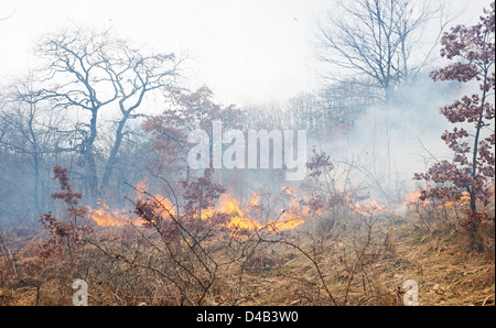 Katastrophe im Eichenwald, Feuer im Wald Stockfoto