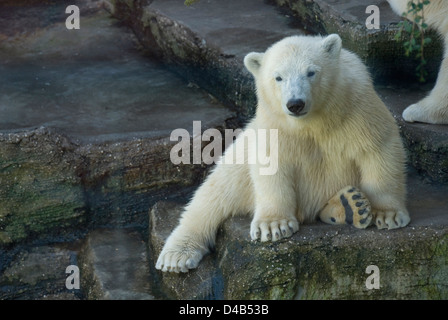 Junge Eisbären sitzen auf einem Felsen, Zoo Schönbrunn, Wien, Österreich Stockfoto