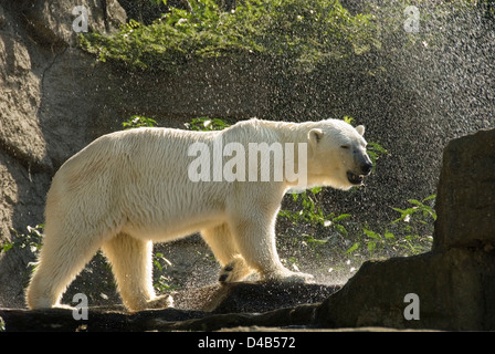 Eisbär, eine kalte Dusche, Zoo Schönbrunn, Wien, Österreich Stockfoto