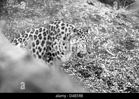 Amur-Leopard in schwarz / weiß Stockfoto