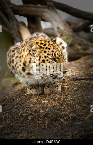 Amur-Leopard sitzen auf ihren Hüften Blick leicht zur Seite Stockfoto