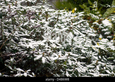 Worthing, West Sussex, UK. 11. März 2013. Schnee in den Südosten von England - Kamelien mit einer Bedeckung von Schnee in einem Garten in Worthing.  Bildnachweis: Libby Welch / Alamy Live News Stockfoto