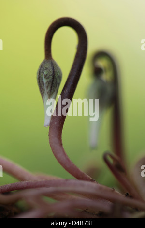 Cyclamen Persicum (persische violett) Knospe, Israel Winter Januar Stockfoto