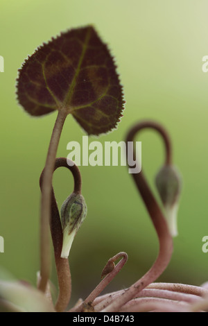 Cyclamen Persicum (persische violett) Knospe, Israel Winter Januar Stockfoto