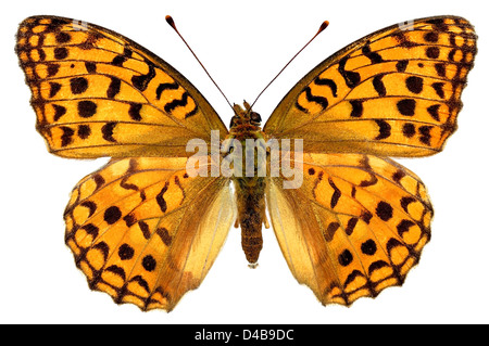 Hohe braune Fritillary Butterfly (Fabriciana Adippe) isoliert auf weißem Hintergrund Stockfoto