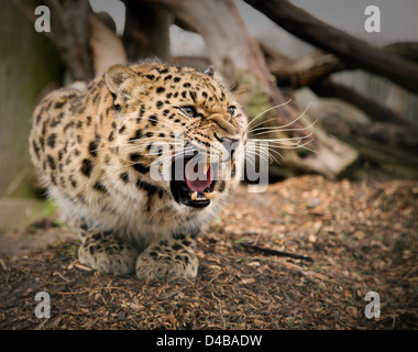 Amur-Leopard auf seine Hüften und Knurren Stockfoto