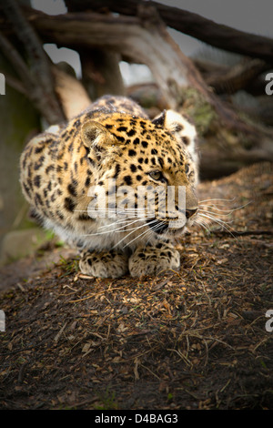 Amur-Leopard auf seine Hüften und Blick leicht zur Seite Stockfoto