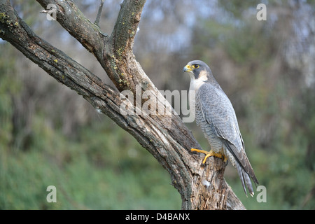 Wanderfalke (Falco Peregrinus) auf einem Toten Ast im Winter Camargue - Frankreich Stockfoto