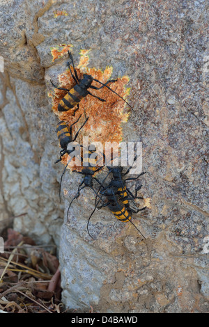 Wohnung-faced Longhorn Beetle (Analeptes Trifasciata) Gruppe Fütterung auf Rinde eines Baobab Senegal - Afrika Stockfoto