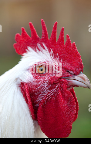 Hahn mit roten Coxcomb Stockfoto