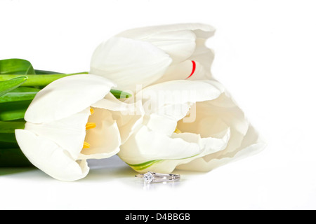 Schöne weiße Feder Tulpen mit Diamant-ring Stockfoto