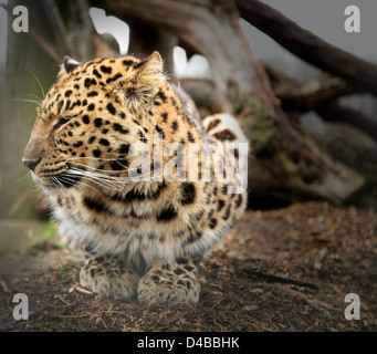 Amur-Leopard auf seine Hüften und Blick auf die Seite Stockfoto