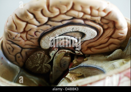 Anatomische Modelle häufig verwendet im Unterrichten von Ärzten als sie viel klarer einfacher zu verstehen als anatomische Präparate. Stockfoto