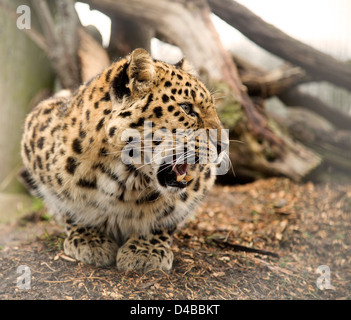 Amur-Leopard auf seine Hüften, Knurren, Blick auf die Seite Stockfoto