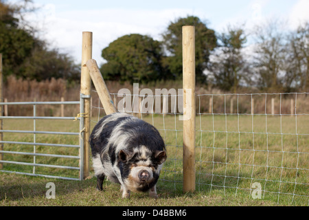 Hairy oder Woolly Pig Stockfoto