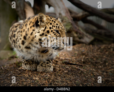 Amur-Leopard sitzen auf ihren Hüften, Blick auf die Seite Stockfoto