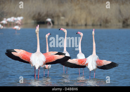 Rosaflamingo (Phoenicopterus Roseus - Phoenicopterus Ruber Roseus) Anzeige im Winter Stockfoto