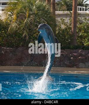 Jumping Dolphin im Mirage Casino, Las Vegas Stockfoto