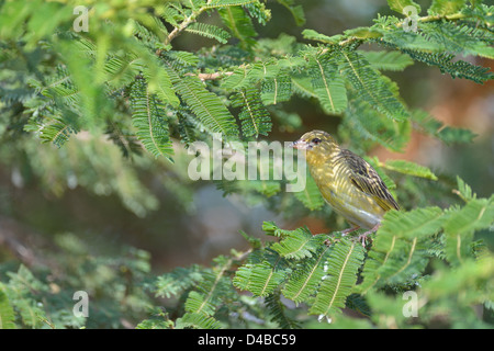 Speke Weber (Ploceus Spekei) weibliche thront auf einem Ast Beobachtungsprogramm Heiligtum - Kenia - Ost-Afrika Stockfoto