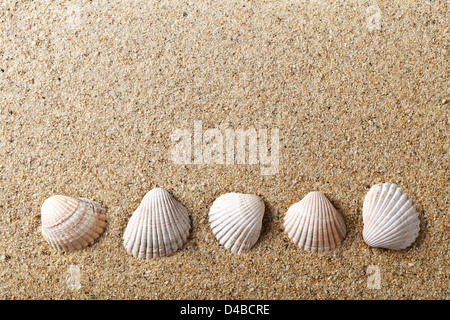 Muscheln auf Sand. Urlaub Strand Hintergrund mit leeren Raum für text Stockfoto