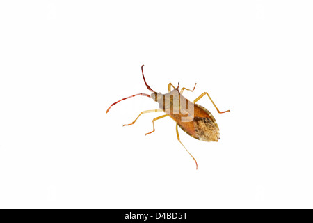 Braun Shield Bug (Coreus Marginatus) Stockfoto